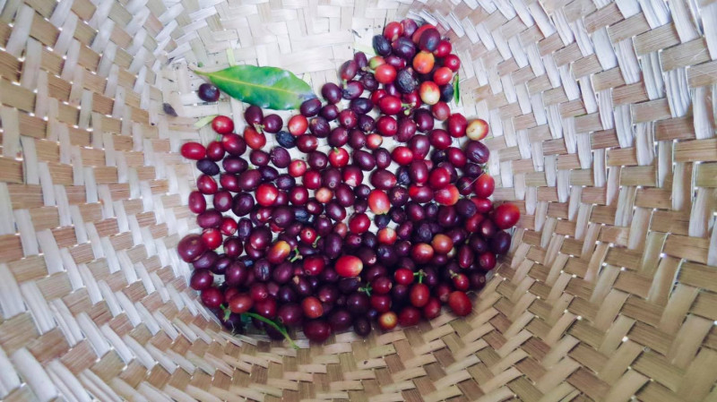 Xưởng rang cà phê