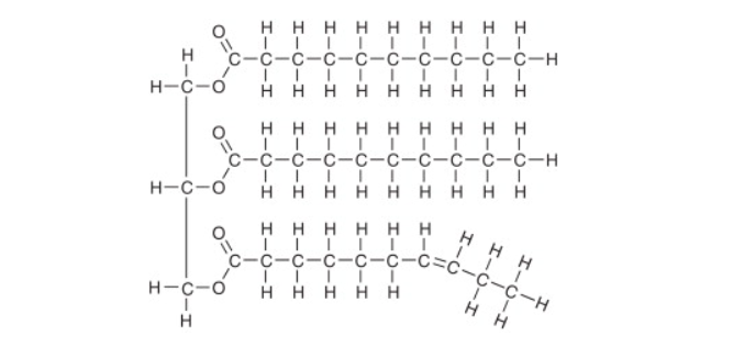 Triglyceride