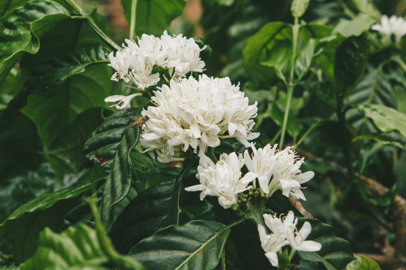 Xưởng rang cà phê