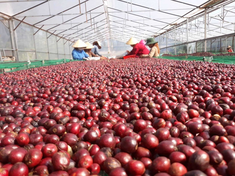 Fine Robusta